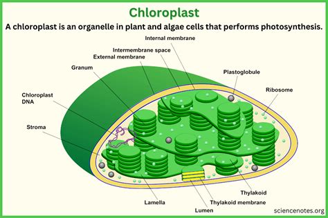 how are cloroplastscompared to a factory
